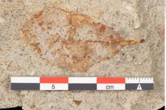 Foto (Detailansicht) von Quercus palaeoilex Ettingshausen (NHMW-GEO-2024-0188-6368)